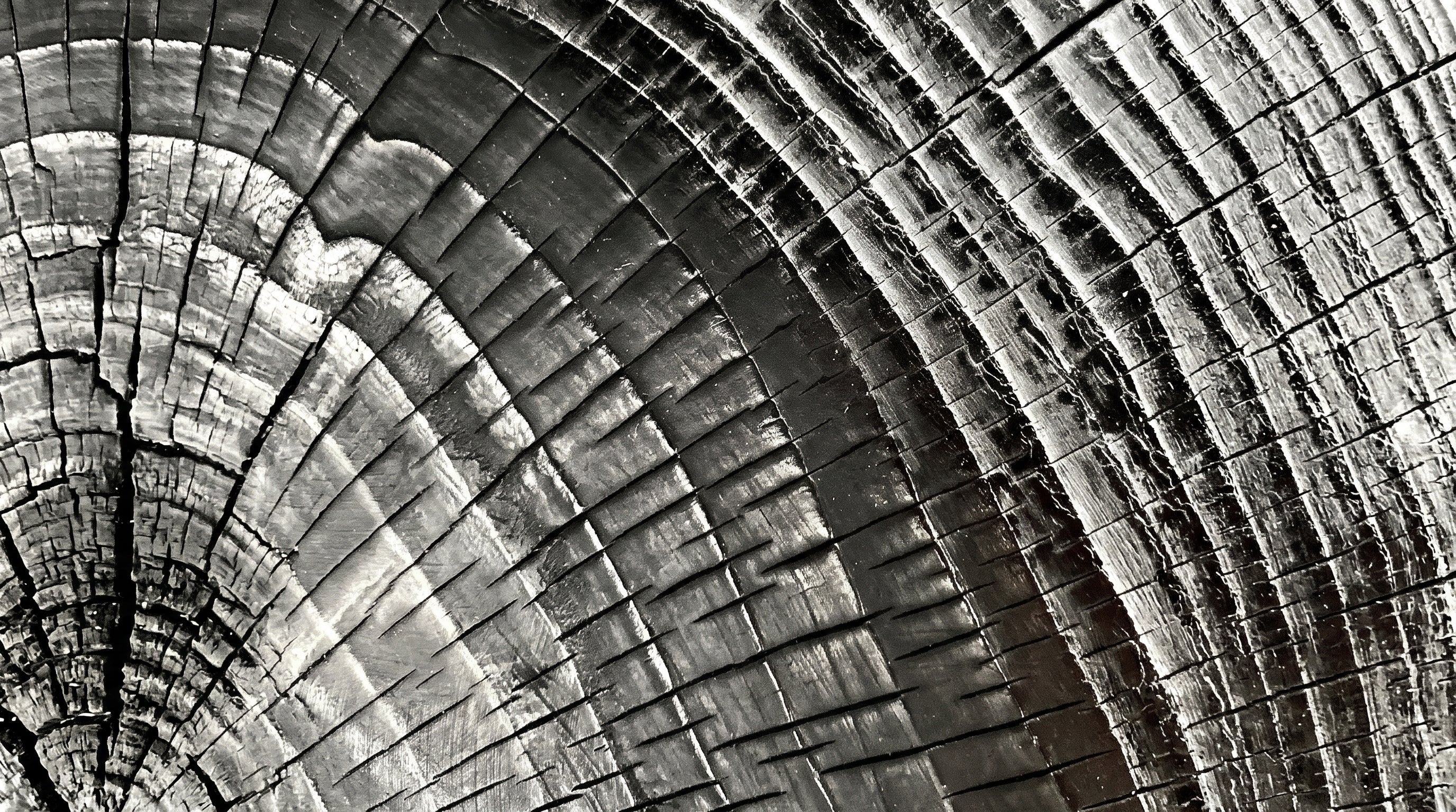 A close-up abstract texture of concentric tree rings in grayscale, showing wood grain and bark patterns filling the frame.